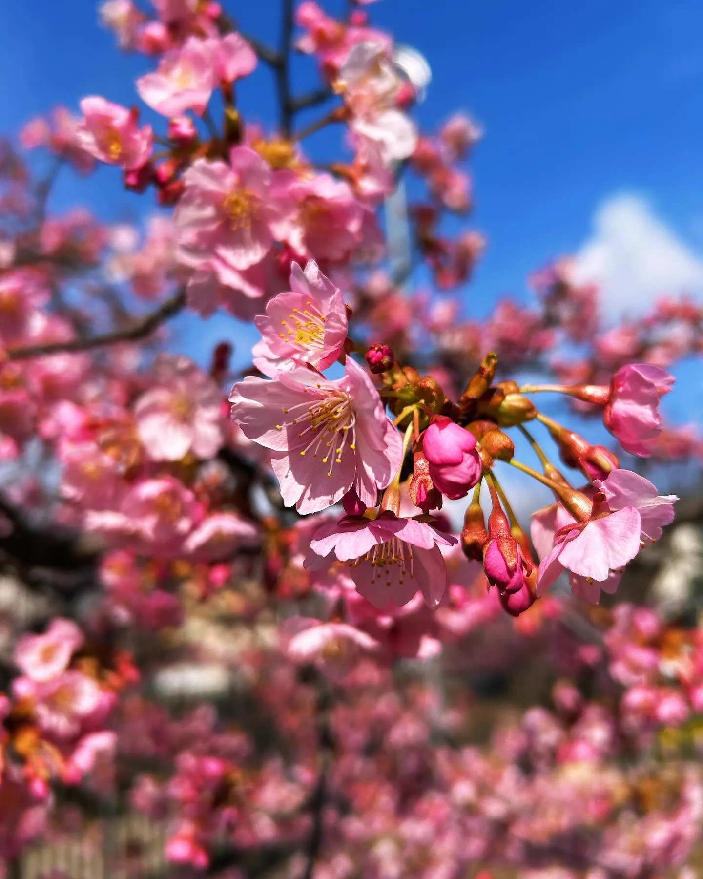 Cherry blossom 🌸 